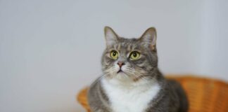 Hai fatto gli auguri al gatto? VeneziaOrientale@news: un gatto