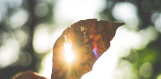 L’esperienza dei RIA e dei SIL come opportunità per beneficiari e territorio VeneziaOrientale@news: una foglia in controluce