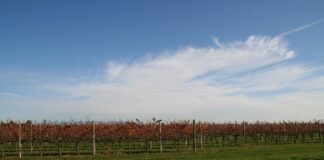 Vite in campo: il mondo dell’agricoltura si ritrova ad Annone Veneto VeneziaOrientale@news: una vigna d'inverno