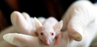 Milleproroghe conferma la sperimentazione animale fino al 2025