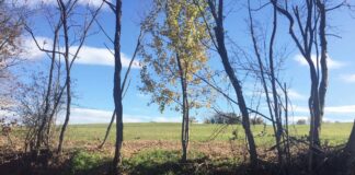 Partito il progetto “Venezia orientale: il bosco diffuso” VeneziaOrientale@news: alberi in campagna