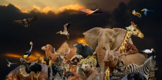 A San Stino gran finale con il teatro per bambini VeneziaOrientale@news: l'arca di Noè