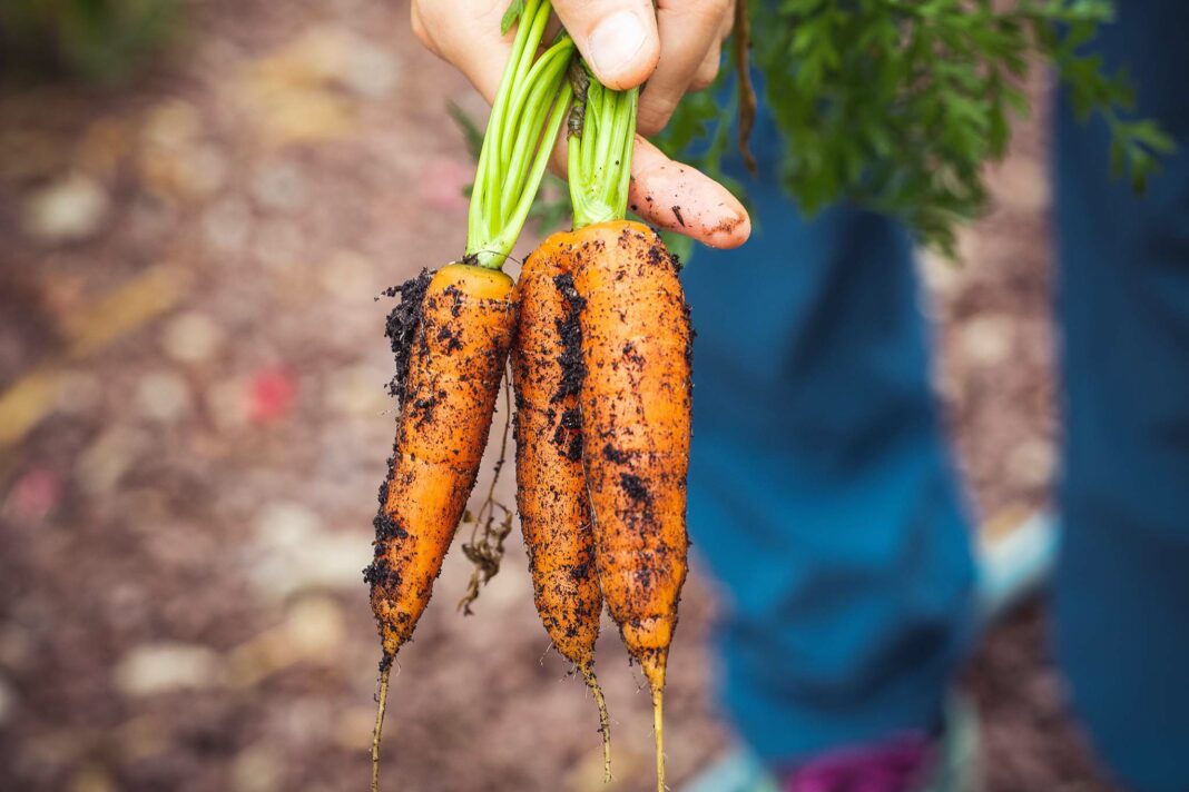 VeneziaOrientale@news: un agricoltore tiene in mano delle carote