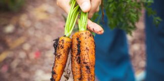 15 milioni di euro per la conversione all’agricoltura biologica VeneziaOrientale@news: un agricoltore tiene in mano delle carote
