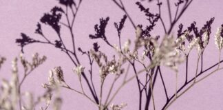 Il Veneto Orientale s’illumina di lilla per i disturbi alimentari VeneziaOrientale@news: un muro lilla