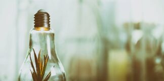 M’illumino di meno nel Veneto Orientale VeneziaOrientale@news: una lampadina con dentro una piccola pianta