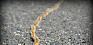 Il ritorno delle processionarie: attenzione al piccolo insetto