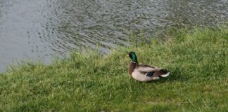 Livenza: è tutto azzurro ciò che luccica? VeneziaOrientale@news: un'anatra a bordo del fiume