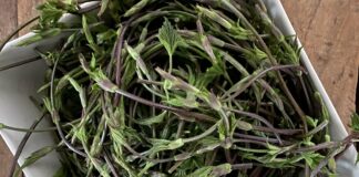 Andar per erbe spontanee: il luppolo selvatico VeneziaOrientale@news: luppolo selvatico