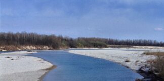 Bioblitz alla foce del Tagliamento da venerdì a domenica VeneziaOrientale@news: il fiume Tagliamento