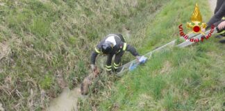 Scappa di casa e rimane bloccata nel fosso, recuperata la cagnolina Fiona
