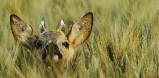 Cuccioli di capriolo “abbandonati”: come comportarsi VeneziaOrientale@news: cucciolo di capriolo