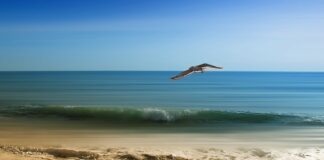 Bandiere blu per le spiagge: sette su nove alla costa veneziana VeneziaOrientale@news: