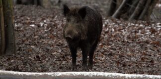 Emergenza cinghiali: presto intervento normativo VeneziaOrientale@news: un cinghiale