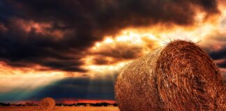 La guerra in Ucraina e lo spettro della crisi alimentare VeneziaOrientale@news: un campo di grano