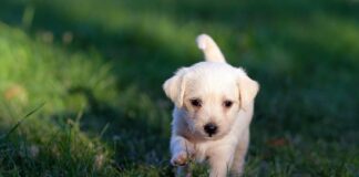 Attività di Legambiente nel territorio VeneziaOrientale@news: un cucciolo di cane su un prato