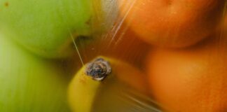 TerrEvolute, il Festival della bonifica, ospita “Zero Waste Talk” VeneziaOrientale@news: frutta in un sacchetto