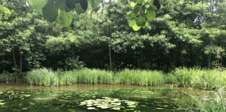 Alla scoperta dei Prati delle Pars VeneziaOrientale@news: i prati delle pars