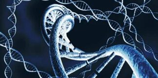 Grazie alla sequenza RNA, identificata la cellula che muore con il Parkinson