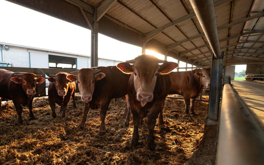 VeneziaOrientale@news: un allevamento di bovini