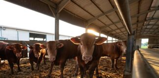 Ricerca di personale nel settore zootecnico: 12 posti in Brussa VeneziaOrientale@news: un allevamento di bovini