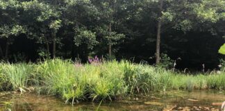 Nuovo ponte e percorso ciclopedonale nel Bosco delle Lame VeneziaOrientale@news: il bosco delle lame