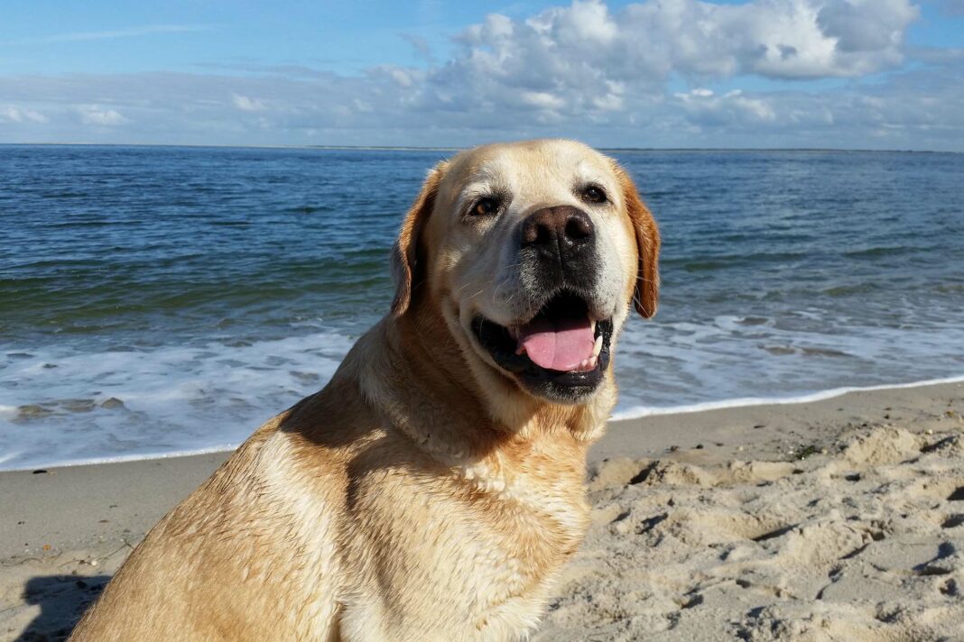 VeneziaOrientale@news: un cane in spiaggia