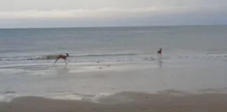 I caprioli fanno il bagno in spiaggia a Bibione VeneziaOrientale@news: caprioli a Bibione