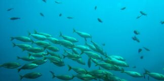 Pesca: dal 5 all’8 luglio gli stati generali in Veneto VeneziaOrientale@news: un branco di pesci