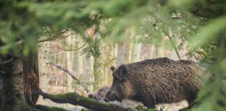 Peste suina: il piano di prevenzione in Veneto VeneziaOrientale@news: un cinghiale