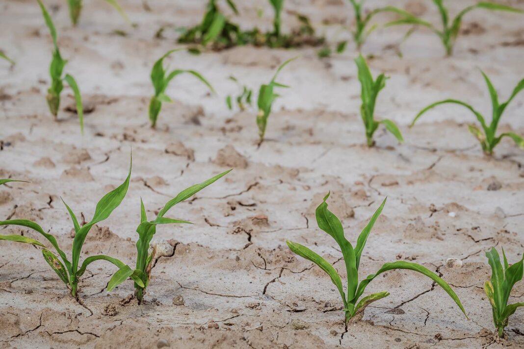 VeneziaOrientale@news: siccità: un campo di mais