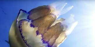 Incontri ravvicinati con Rhizostoma Pulmo? Non è pericolosa Veneziaorientale@news: una medusa