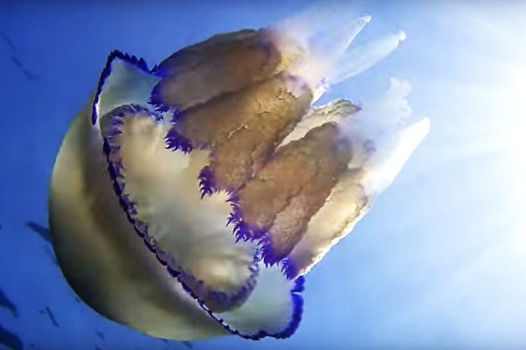 Veneziaorientale@news: una medusa