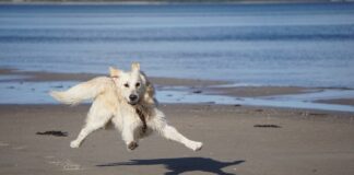 Le caratteristiche dei cibi monoproteici, ideali per la salute degli amici a quattro zampe