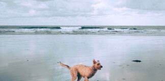 Un’estate a misura di Fido? Sei consigli contro il caldo e l’afa