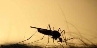 Allarme West Nile. Zaia: “Necessaria attenzione” Veneziaorientale@news: una zanzara