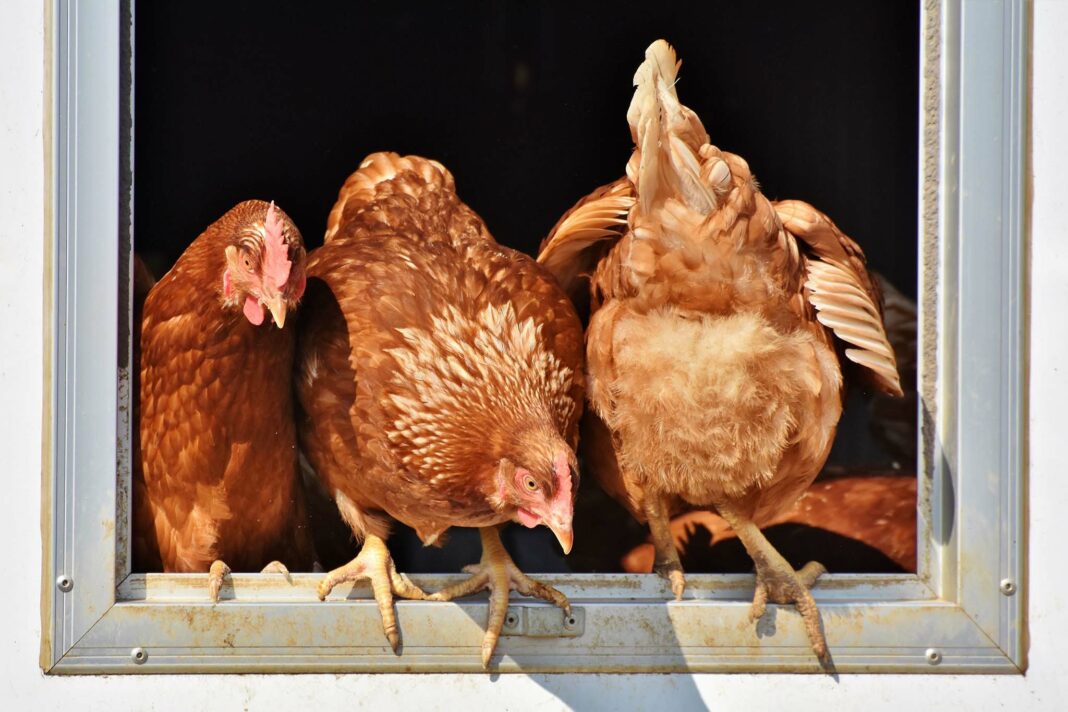 VeneziaOrientale@news: alcune galline