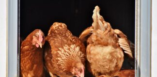 Aviaria: un focolaio nel trevigiano. Attuate subito misure di sicurezza VeneziaOrientale@news: alcune galline