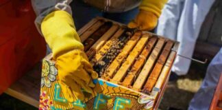 Api e clima: perso in un anno il 30% del miele veneto