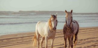 Zaia a Vallevecchia per il progetto di salvaguardia dei Cavalli del Delta Veneziaorientale.news Cavalli bianchi