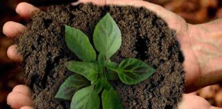 L’Italia a favore della sostenibilità , con la X edizione del Premio Impresa Ambiente