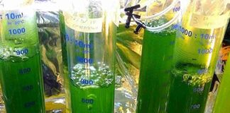 Nuove fonti di energia, le microalghe per le cantine venete