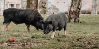 Cinghiali e abbattimento selettivo, la regione Veneto si attiva