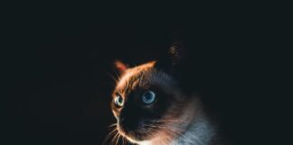 I gatti più belli del mondo, l’evento a Padova per tutti gli appassionati