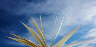 Quattro mesi di cultura a Cortina D’Ampezzo. Arriva ‘Una Montagna di Libri’