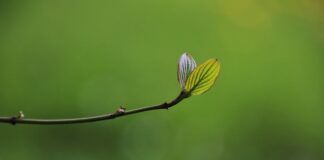 Nuovo bosco urbano a Treviso, oltre 1.800 specie di piante