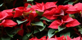 AIL Venezia, una Stella di Natale per la lotta contro le leucemie