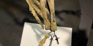 Furto a Padova, scomparsi gli artigli di un fossile di dinosauro