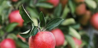 In Veneto si rafforzano le produzioni agricole locali. La legge a sostegno dei prodotti a km0