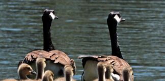 L’Oasi di Noale, l’area naturalistica di prim’ordine lungo il fiume Draganziolo